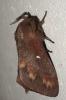 Dendrolimus pini